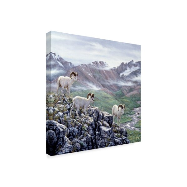 Jeff Tift 'Dall Sheep At Denali' Canvas Art,35x35